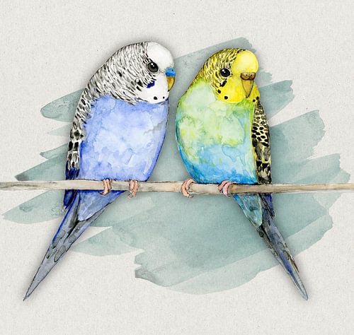 Two cute budgies watercolor