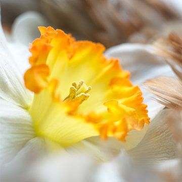 Easter daffodil by Karel Ham