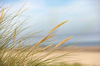 Helmet grass by the sea