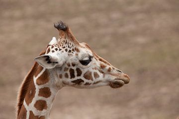Giraf van Corrie Post