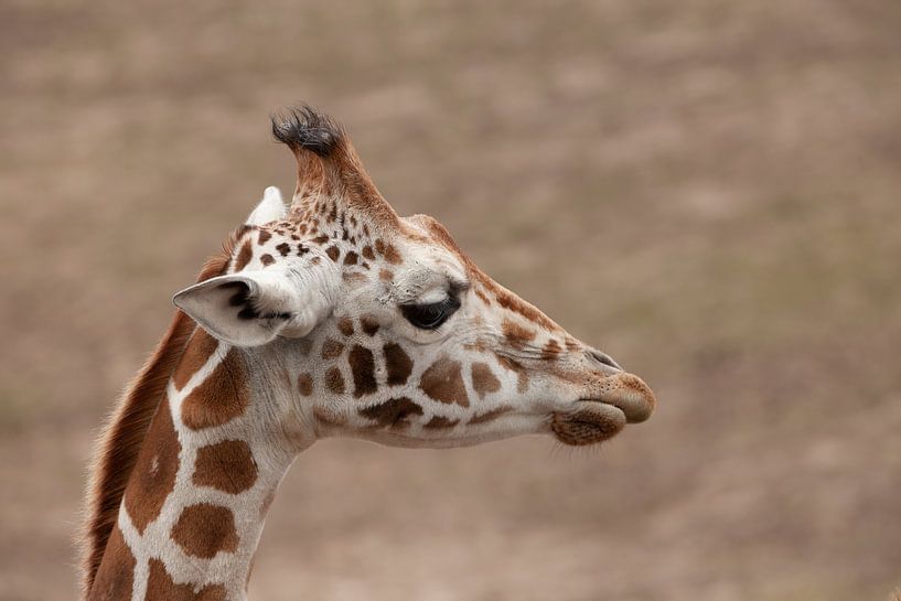 Giraffe by Corrie Post