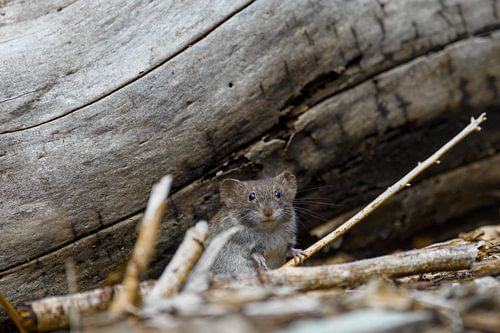 Rosse woelmuis van onder een gevallen boomstam