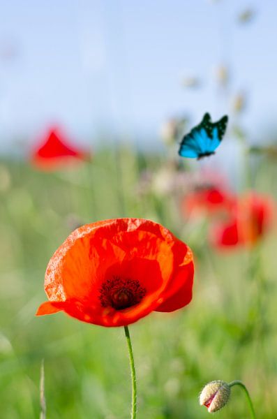 Red Flower - klaproos met vlinder van Leon Brouwer