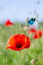 Red Flower - klaproos met vlinder van Leon Brouwer thumbnail
