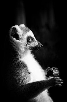 Lemur 'Sonnenbad' von Foto Studio Labie