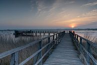 Rising Sun by Julia Schellig thumbnail