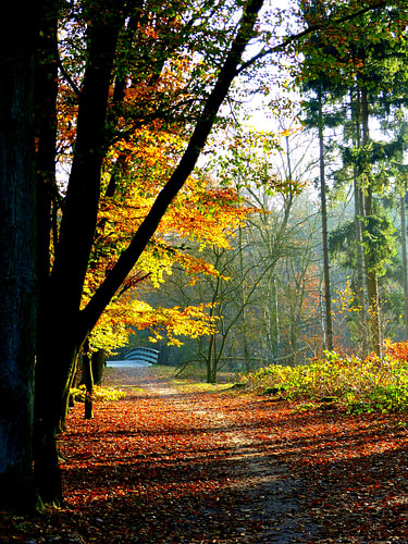 Bospad Herfst