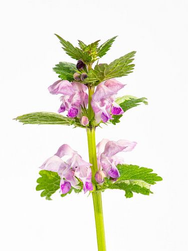 ortie violette