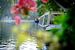 Une vue florale des bateaux sur les canaux de la Petite Venise à Londres | Photographie de voyage sur Diana van Neck Photography