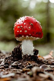 Fliegenpilz - Pilz rot mit weißen Punkten