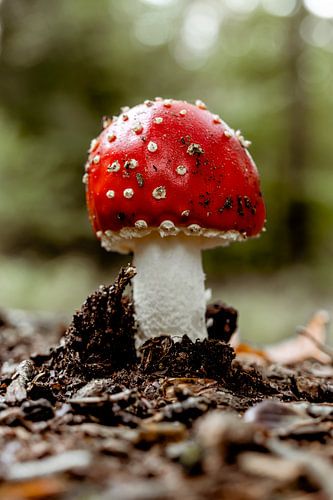 Fliegenpilz - Pilz rot mit weißen Punkten von Jessica Dillema