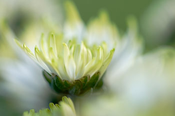 Chrysantheme - Eine Krone - Makro