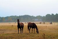 Paarden in nevelige weide