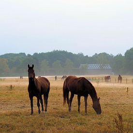 Paarden in nevelige weide van Cornelis Heijkant