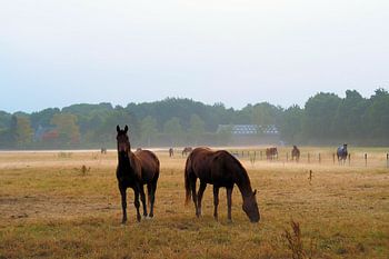 Paarden in nevelige weide