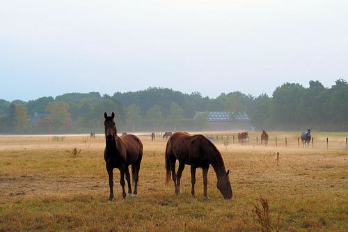Paarden in nevelige weide