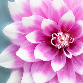 Liebe zu Dahlien's Jean Marie von Cindy Mulder