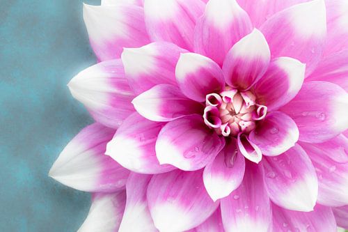 Liebe zu Dahlien's Jean Marie von Cindy Mulder