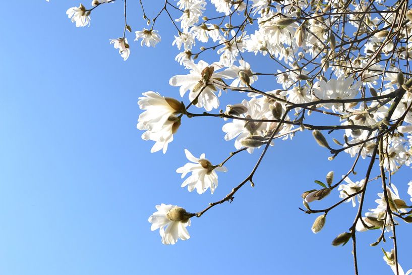 The beauty of spring. by Chrissy