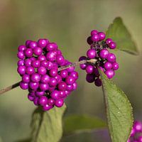 Paarse bessen van de Calicarpa - Calicarpa bodiniere Profusion