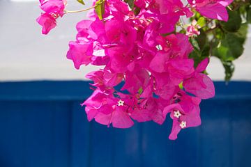 Griekse Bougainvillea