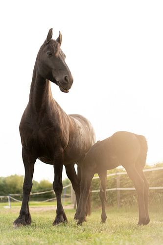 Un cheval fier avec un poulain au soleil