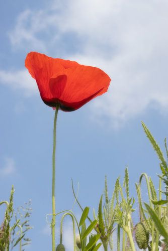 "De Klaproos" in de blauwe lucht