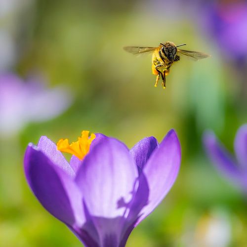 Een vliegende bij bij een paarse krokus