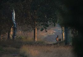 Hirsche im Morgenlicht von Jolanda Stam