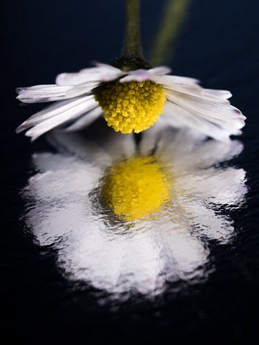 Eyecatcher: Madeliefje bekijkt zijn eigen vertekende spiegelbeeld