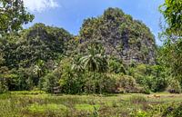 Cabin in the jungle.