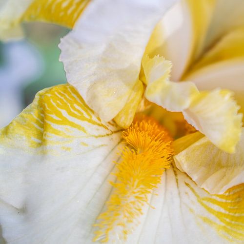 Hoge baard Iris Landhuis