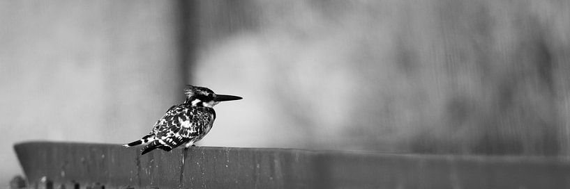 Pied kingfisher par Jan van Kemenade