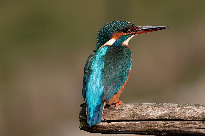 Kingfisher by Ronald Kromkamp