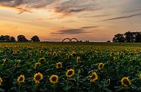 Sonnenblumen Meer