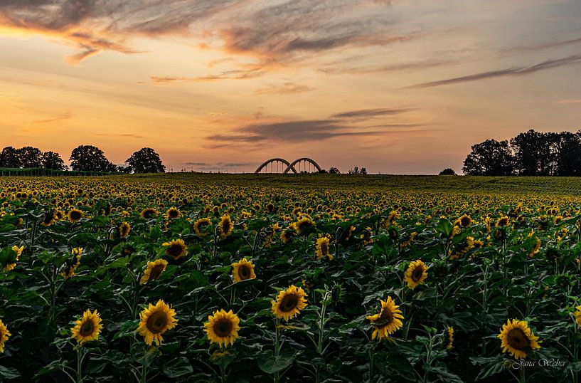 Tournesol mer par Jana Weber
