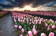 Sunshine over field with pink tulips par Olha Rohulya Aperçu