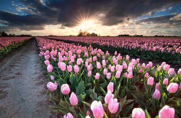 Sunshine over field with pink tulips van Olha Rohulya
