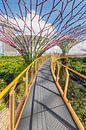 Skyway, Supertrees, Gardens by the Bay, Singapur von Markus Lange Miniaturansicht