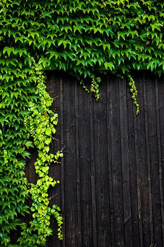 Ivy is climbing down a barn door