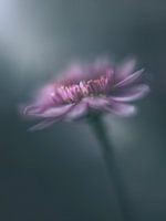 Chrysanthemum Time