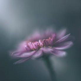 Chrysanthemenzeit von Jacqueline Ermens