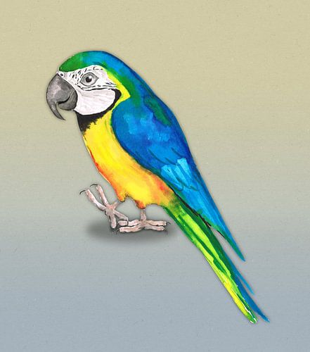 Blue yellow macaw