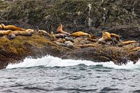 Lions de mer de Steller