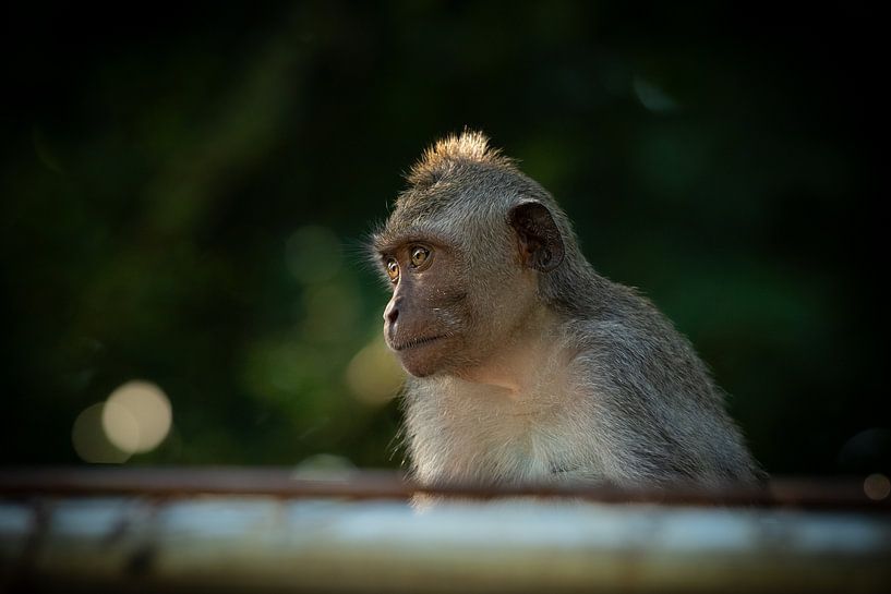 Uluwatu monkey by Tessel Sander