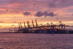 Sonnenuntergang im Hafen von Rotterdam.
