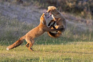 Foxes fighting by Andius Teijgeler