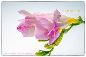 Flower power van Wilfried Voßen