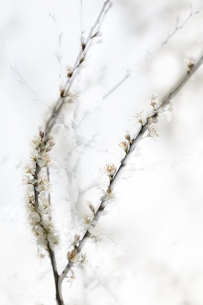 Printemps par Ingrid Van Damme fotografie