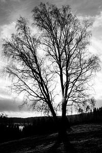 Arbre d'hiver en noir et blanc